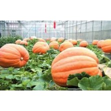 Tohumcumm 10 Adet Tohum Organik Hobi Bahçe Sarı Bal Kabağı Tohumu Taze Kabak Kışlık