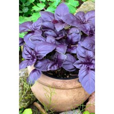 Tohumcumm 100 Adet Tohum Organik Geniş Yaprak Mis Kokulu Mor Reyhan Tohumu Saksı Toprak Hediyemizdir