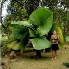 Tohumcumm 5 Adet Tohum Nadir Liviston Sahil Palmiye Ağaç Tohumu Yeni Hasat