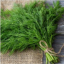 Tohumcumm 50 Adet Tohum Nadir Hobi Bahçe Dereotu Dere Otu Tohumu Organik Taze Tohum Hediye Tohumlu