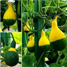 Tohumcumm 10 Adet Nadir Siyah Sarı Kabak Yeni Tohum Tropikal Süs Kabağı Tohumu Saksı Toprak Hediyemiz