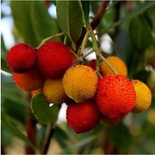 Tohumcumm 50 Adet Tohum Nadir Dağ Çileği Tohumu Çilek Tohumu Saksı Toprak Hediyemizdir