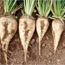 Tohumcumm 40 Adet Tohum Şeker Pancarı Tohumu Beyaz Şeker Pancarı Tohumu Sürpriz Hediye