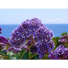 Tohumcumm 20 Adet Tohum Mavi Deniz Lavanta Çiçeği Mezarlık Kabir Çiçeği Tohumu