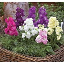 Tohumcumm 50 Adet Tohum Taze Hasat Organik Karışık Şebboy Mezarlık Çiçeği Tohumu Hediye Tohum