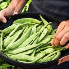 Tohumcumm 50 Adet Tohum Nadir Organik 40 Gün Taze Fasulye Tohumu Kılçıksız Erkenci Oturak Fasulye Tohu