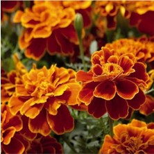 Tohumcumm 50 Adet Tohum Organik Bahçe Kokulu Kadife Çiçeği Çiçek Tohumu Mezarlık Çiçeği Saksı Toprak Hediye