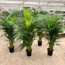 Tohumcumm 10 Adet Tohum Nadir Salon Palmiyesi Palmiye Tohumu Taze Tohum Hediye Tohumlu