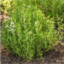 Tohumcumm 50 Adet Tohum Organik Yeşil Dağ Kekiği Tohumu Kekik Tohumu Yeni Mahsul Tohum Saksı Topraklı