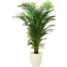 Tohumcumm 10 Adet Tohum Nadir Salon Palmiyesi Palmiye Tohumu Taze Tohum Hediye Tohumlu