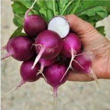 Tohumcumm 20 Adet Tohum Organik Hobi Balkon Mor Peynir Turp Tohumu Hediye Tohumlu