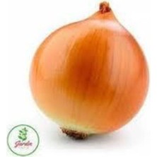 Tohumcumm 300 Adet Tohum Valanciana Kışlık Soğan Kışlık Kuru Soğan Tohumu Sürpriz Hediye Sebze Tohumu