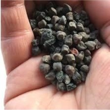 Tohumcumm 200 Adet Tohum Çok Nadir Bulunan Siyah Nohut Tohumu Faydası Saymakla Bitmez Kara Nohut Sürpriz Hediy