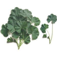 Tohumcumm 5 Adet Tohum Nadir Ebe Gömeci Tohumu Organik Doğal Tohum Ebe Gömeci Tohum