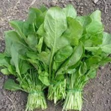 Tohumcumm 250 Adet Tohum Organik Köy Yerli Roka Tohumu Saksı Toprak