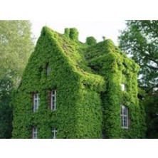 Tohumcumm 200 Adet Tohum Organik Bahçe Orman Sarmaşık Duvar Villa Sarmaşık Tohumu