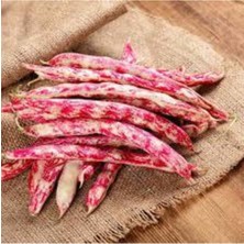 Tohumcumm 100 Adet Tohum Süper Paket Oturak Barbunya Tohumu Fasulye Tohumu Fasülye Tohumu Sürpriz Hediyeli