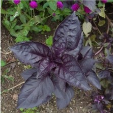 Tohumcumm 50 Adet Tohum Nadir Mis Kokulu Mor Fesleğen Çiçeği Tohumu Hobi Balkon Çiçeği Tohumu Hediyeli