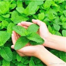 Tohumcumm 100 Adet Tohum Organik Hobi Balkon Mis Kokulu Yeşil Nane Tohumu Nane