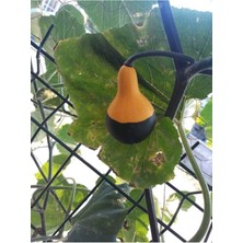 Tohumcumm 20 Adet Nadir Siyah Sarı Kabak Yeni Tohum Tropikal Süs Kabağı Tohumu Saksı Toprak Hediyemiz