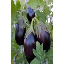 Tohumcumm 50 Adet Tohum Organik Hobi Bahçe Dolmalık Kurutmalık Patlıcan Tohum Saksı Toprak Hediyeli