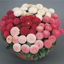 Tohumcumm 50 Adet Tohum Nadir Bulunan Şeker Tabağı Çiçeği Tohumu Şeker Çiçek Tohum Hediye Tohumlu