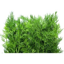 Tohumcumm 200 Adet Tohum Nadir Organik Yerli Dereotu Tohumu Yeni Mahsul Hasat Tohumu Hediye Tohum