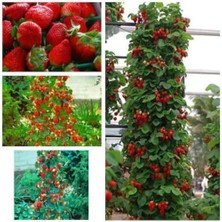 Tohumcumm 100 Adet Tohum Nadir Kokulu Alman İri Sırık Çilek Tohumu Taze Hasat Çilek Saksı Toprak Hediyeli