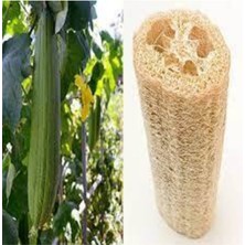 Tohumcumm 50 Adet Tohum Nadir Lif Kabağı Tohumu Organik Hobi Bahçe Tohumları Taze Yeni Hasat Tohum Saksı Topra