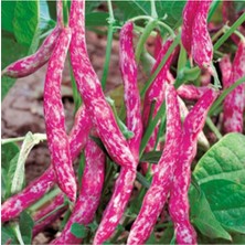 Tohumcumm 100 Adet Tohum Sırık Barbunya Tohumu Barbunya Fasülye Tohumu Sürpriz Hediye Tohumlu