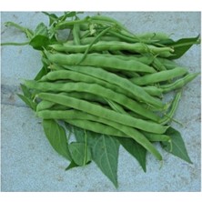 Tohumcumm 200 Adet Tohum Kılçıksız Sırık Ayşe Kadın Fasülye Tohumu Yeni Hasat Fasulye Tohumları Saksı Topraklı