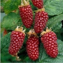 Tohumcumm 20 Adet Tohum Kırmızı Ahududu Böğürtlen Tohumu Kırmızı Böğürtlen Saksı Toprak