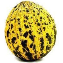 Tohumcumm 50 Adet Tohum Kırkağaç İnce Kabuk Altınbaş Kavun Tohumu