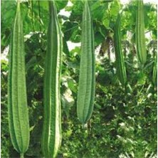 Tohumcumm 3 Adet Tohum Kaliteli Hasat Organik Tayland Uzun Sakız Kabağı Tohumu Saksı Toprak Hediyeli