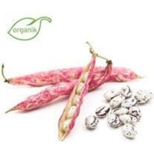 Tohumcumm 60 Adet Tohum Barbunya Sırık Fasulye Tohumu Sürpriz Hediye Tohum Yeni Mahsül Barbunya Tohumuldur