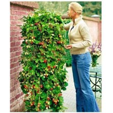 Tohumcumm 25 Adet Tohum Nadir Hormonsuz Organik Alman Sırık Çilek Tohumu Alman Çileği Tohumu Saksı Toprak