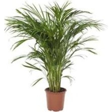 Tohumcumm 5 Adet Tohum Nadir Organik Yeşil Salon Palmiyesi Palmiye Tohumu Saksı Toprak Hediyemiz