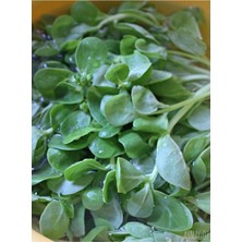 Tohumcumm 200 Adet Tohum Nadir Semizotu Semiz Otu Tohum Hobi Bahçe Balkon Bitki Tohumu Hediye Tohum