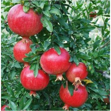 Tohumcumm 10 Adet Tohum Organik Bahçe Kırmızı Medine Nar Ağaç Tohumu Taze Saksı Toprak