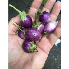 Tohumcumm 20 Adet Tohum Nadir Bulunan Organik Minik Mini Tayland Patlıcan Tohumu Kaliteli Hasat Hediye Tohumlu