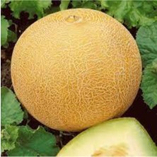 Tohumcumm 40 Adet Tohum Ananas Kavunu Kokulu Kavun Tohumu Bal Kavun Tohumu Sürpriz Hediye Sebze Tohumu