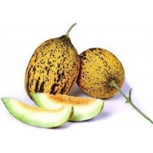 Tohumcumm 30 Adet Tohum Kırkağaç İnce Kabuk Altınbaş Kavun Tohumu Sürpriz Hediye Tohum