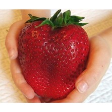 Tohumcumm 50 Adet Tohum İthal Nadir Dev Çilek Tohum Yediveren Güney Amerika Çileği Tohumu Saksı Toprak Hediye