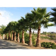 Tohumcumm 10 Adet Tohum Organik Hızlı Büyüyen Dev Akdeniz Palmiye Ağacı Ağaç Tohumu