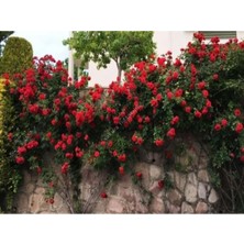 Tohumcumm 5 Adet Tohum Nadir Sarmaşık Afrodit Kırmızı Gül Ağacı Ağaç Tohumu Hediye Tohumlu