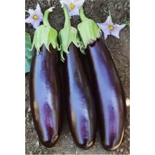 Tohumcumm 100 Adet Tohum Yeni Hasat Mor Kemer Patlıcan Tohumu Yerli Ata Patlıcan Tohumu Hediye Tohumlu