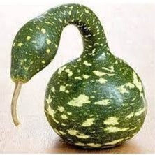 Tohumcumm 50 Adet Tohum Organik Eğri Kuğu Su Kabağı Tohumu Taze Kuğu Süs Su Kabak Tohumu