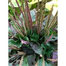 Tohumcumm 10 Adet Tohum Nadir Bulunan Organik Yabani Sinir Damar Otu Yara Otu Tohumu Saksı Toprak Hediye