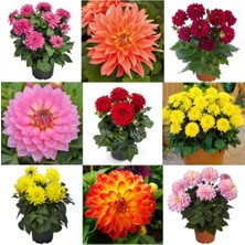 Tohumcumm Karışık Dahlia Çiçeği Tohumu 10 Adet Tohum