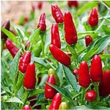 Tohumcumm 20 Adet Tohum Uzak Doğu  Acı Tayland Acı Kırmızı Süs Biberi Biber Tohumu Saksı Toprak